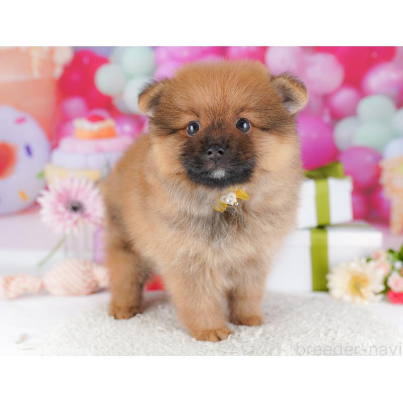 販売中の千葉県のポメラニアン-424230の7枚目