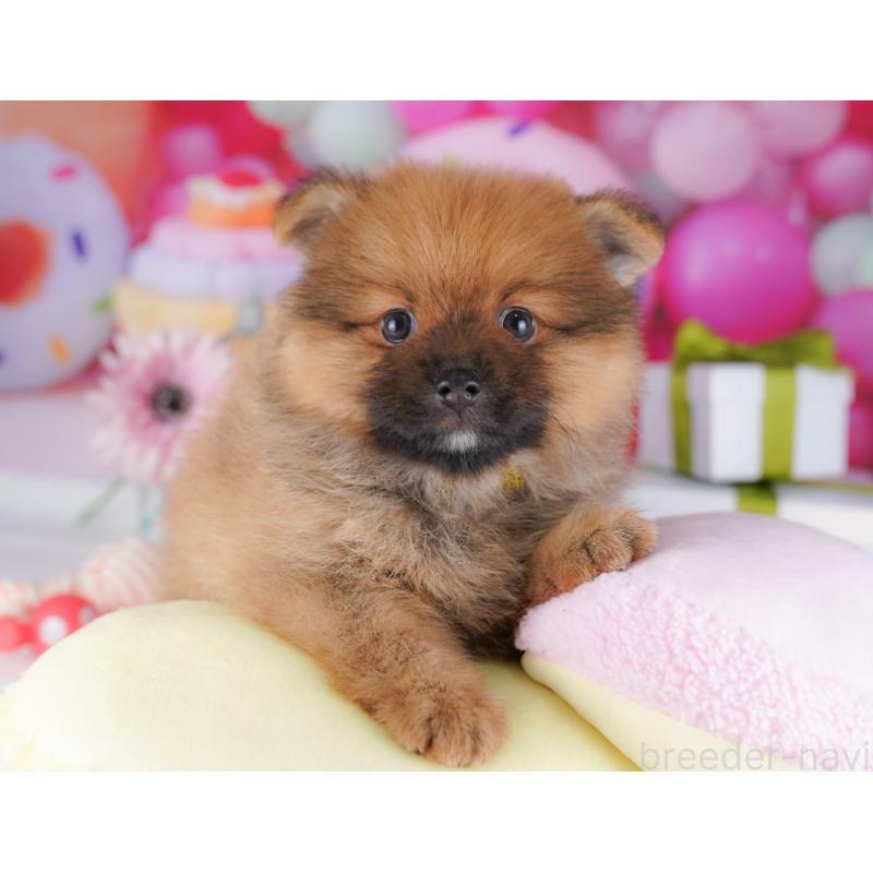 販売中の千葉県のポメラニアン-424230の6枚目