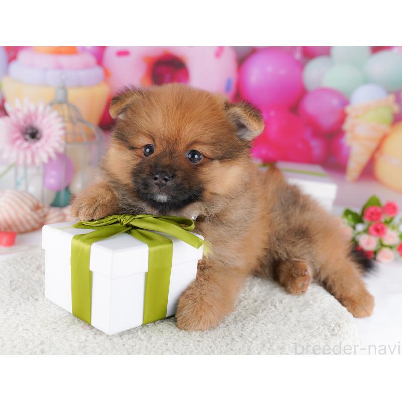 販売中の千葉県のポメラニアン-424230