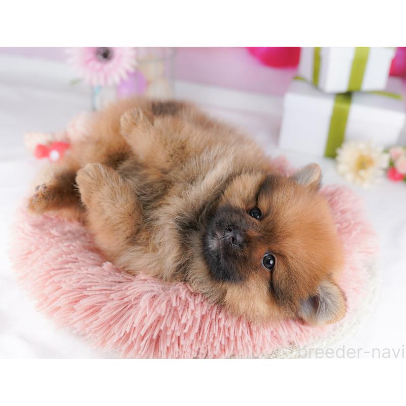 販売中の千葉県のポメラニアン-424230の5枚目