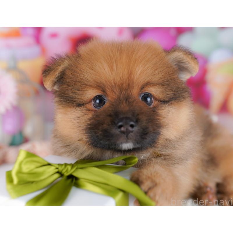 販売中の千葉県のポメラニアン-424230の4枚目