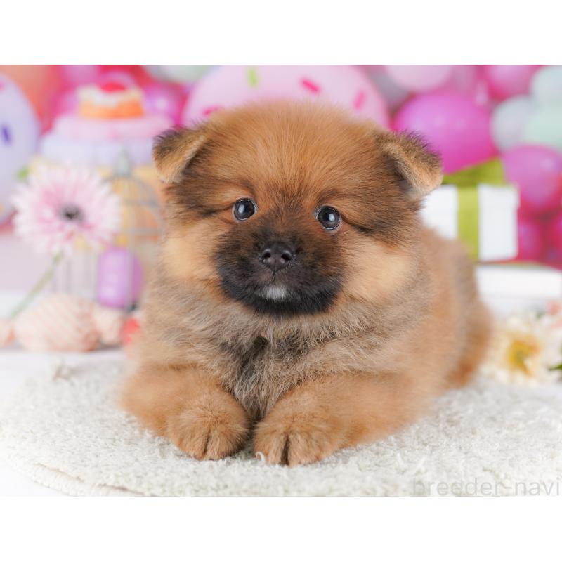 販売中の千葉県のポメラニアン-424230の3枚目