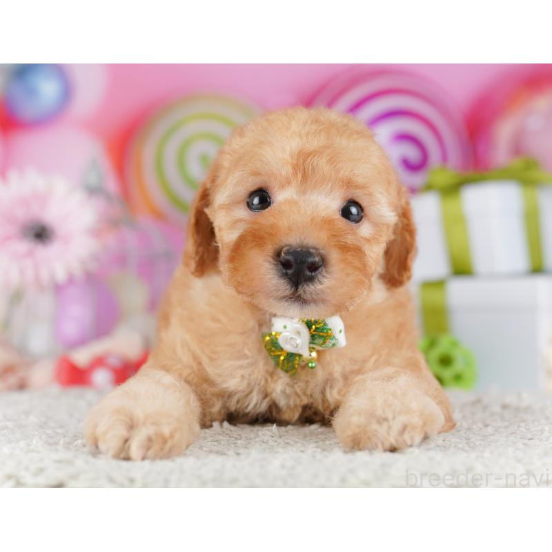 販売中の千葉県のトイプードル-424229の9枚目