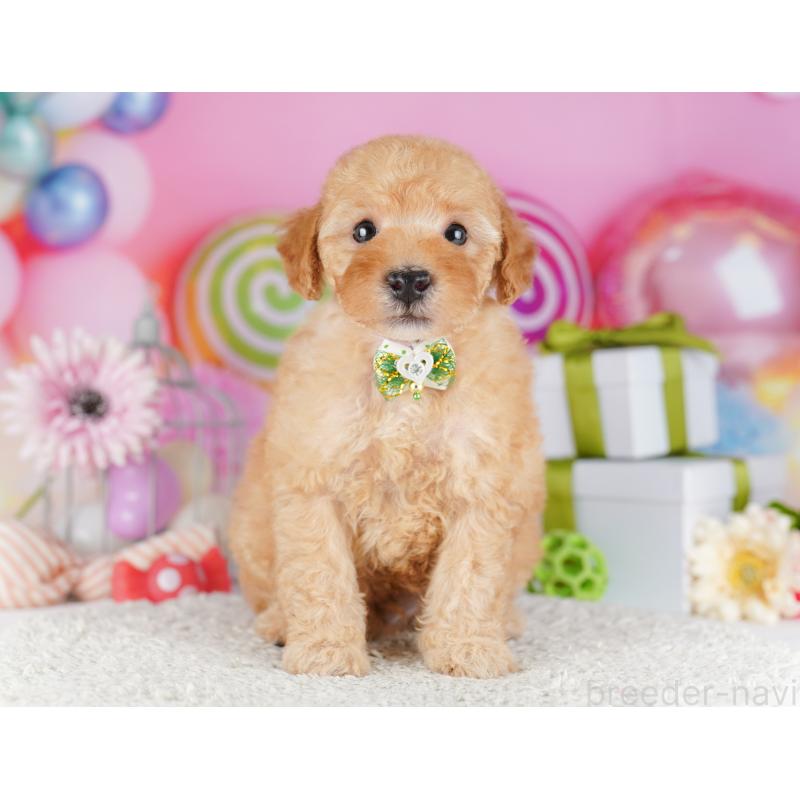 販売中の千葉県のトイプードル-424229の8枚目