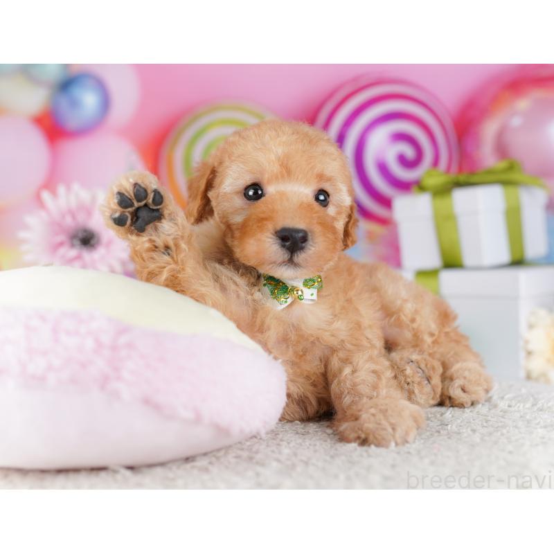 販売中の千葉県のトイプードル-424229の7枚目