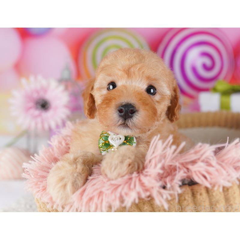 販売中の千葉県のトイプードル-424229の5枚目