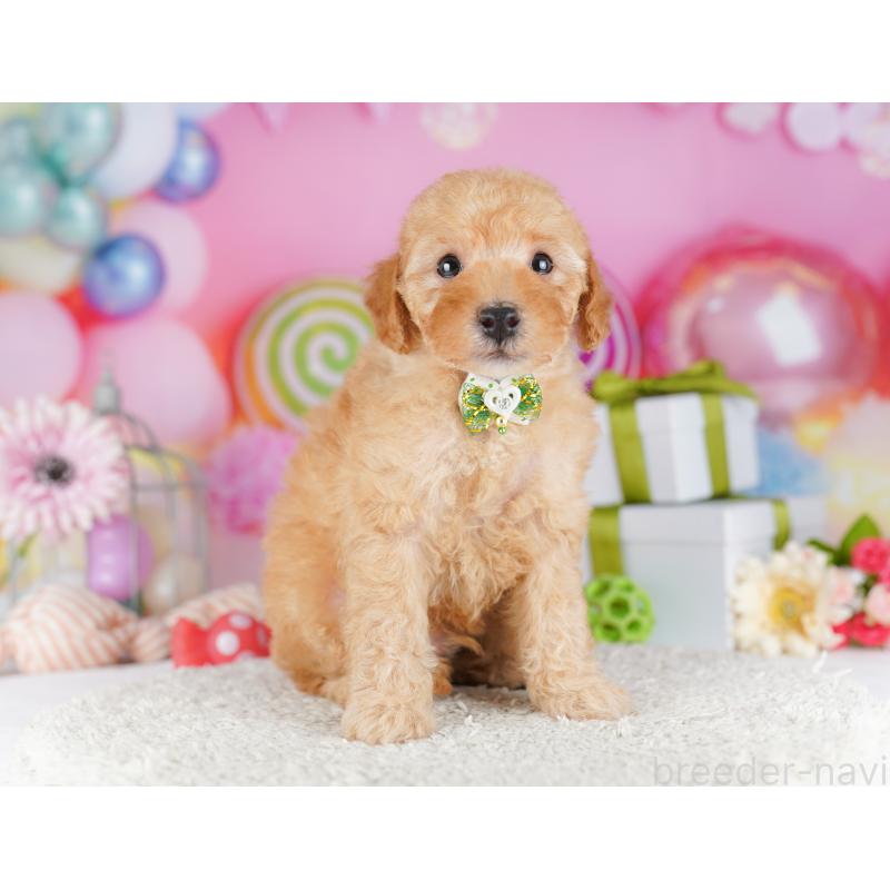 販売中の千葉県のトイプードル-424229の4枚目