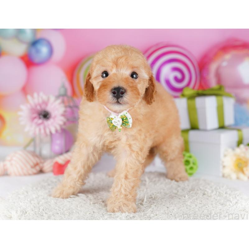 販売中の千葉県のトイプードル-424229の2枚目