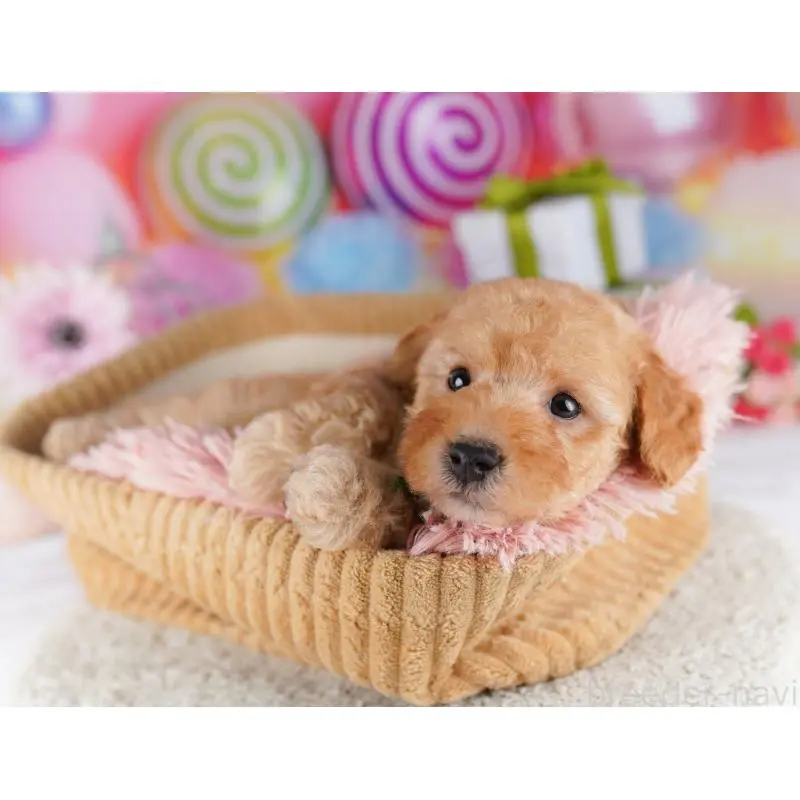 販売中の千葉県のトイプードル-424229