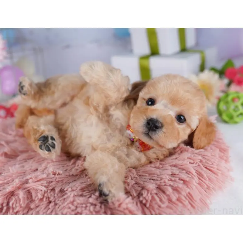 販売中の千葉県のトイプードル-424228