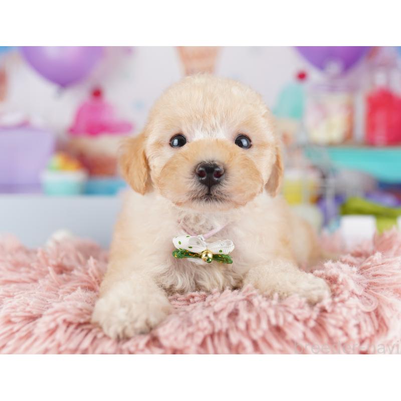 販売中の千葉県のトイプードル-424225の10枚目