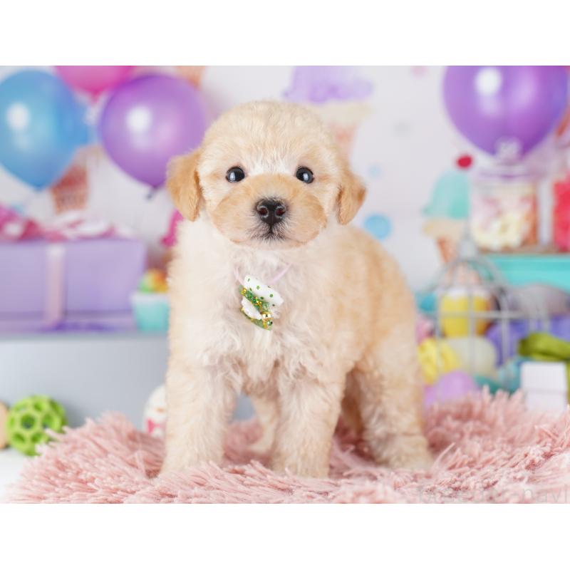 販売中の千葉県のトイプードル-424225の9枚目