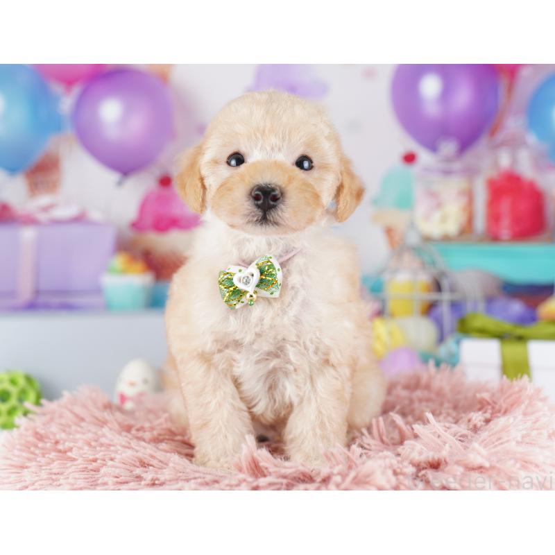 販売中の千葉県のトイプードル-424225の8枚目