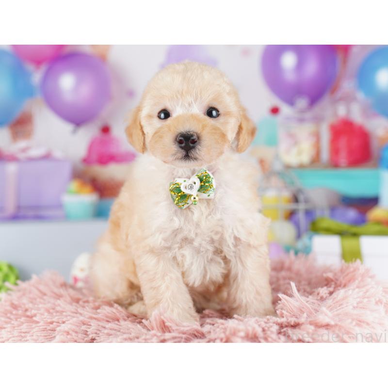 販売中の千葉県のトイプードル-424225の5枚目