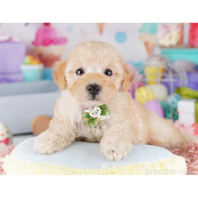 販売中の千葉県のトイプードル-424225の3枚目