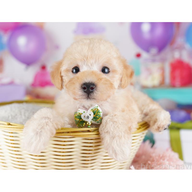 販売中の千葉県のトイプードル-424225の2枚目