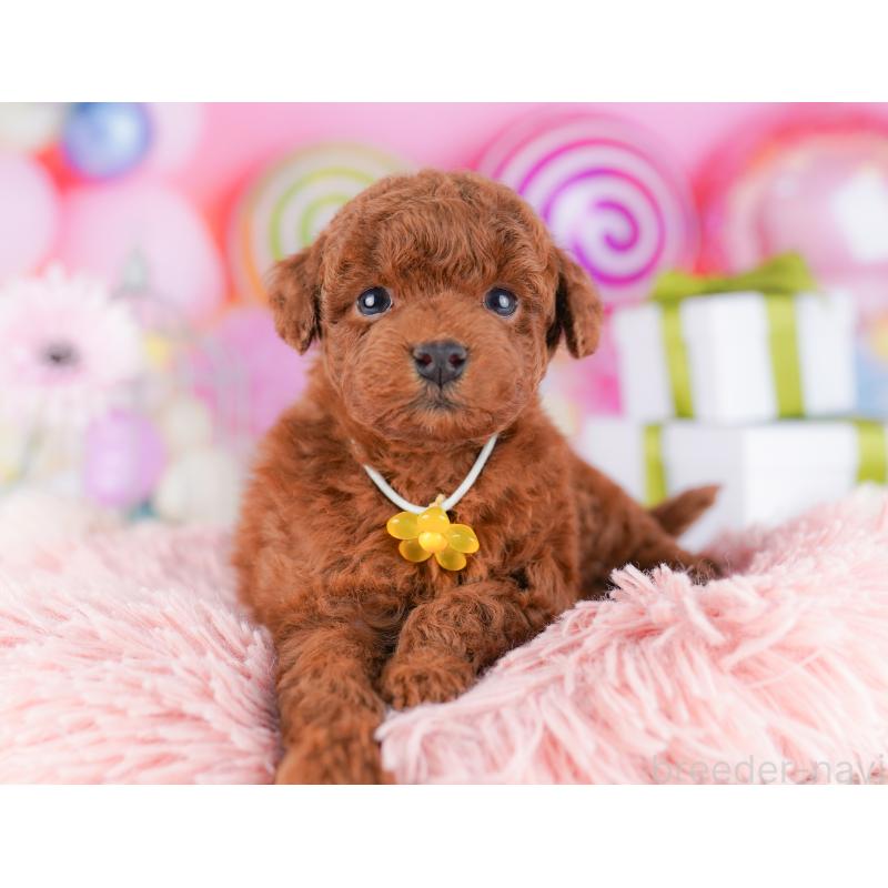 販売中の千葉県のトイプードル-424224の9枚目