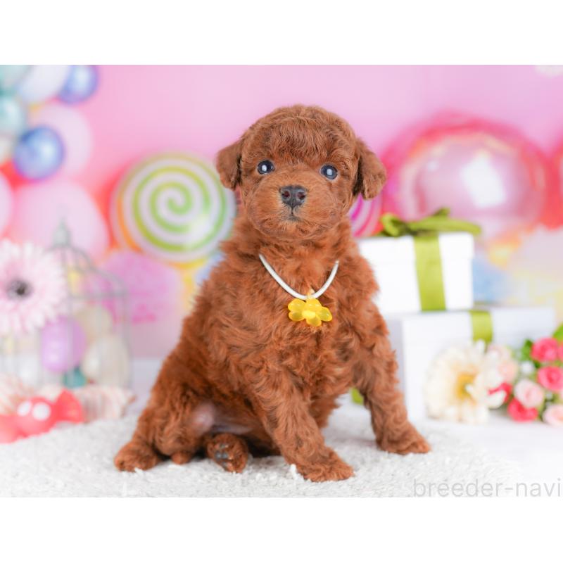 販売中の千葉県のトイプードル-424224の8枚目