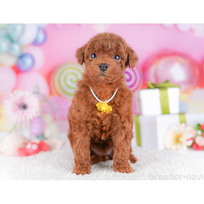 販売中の千葉県のトイプードル-424224の7枚目