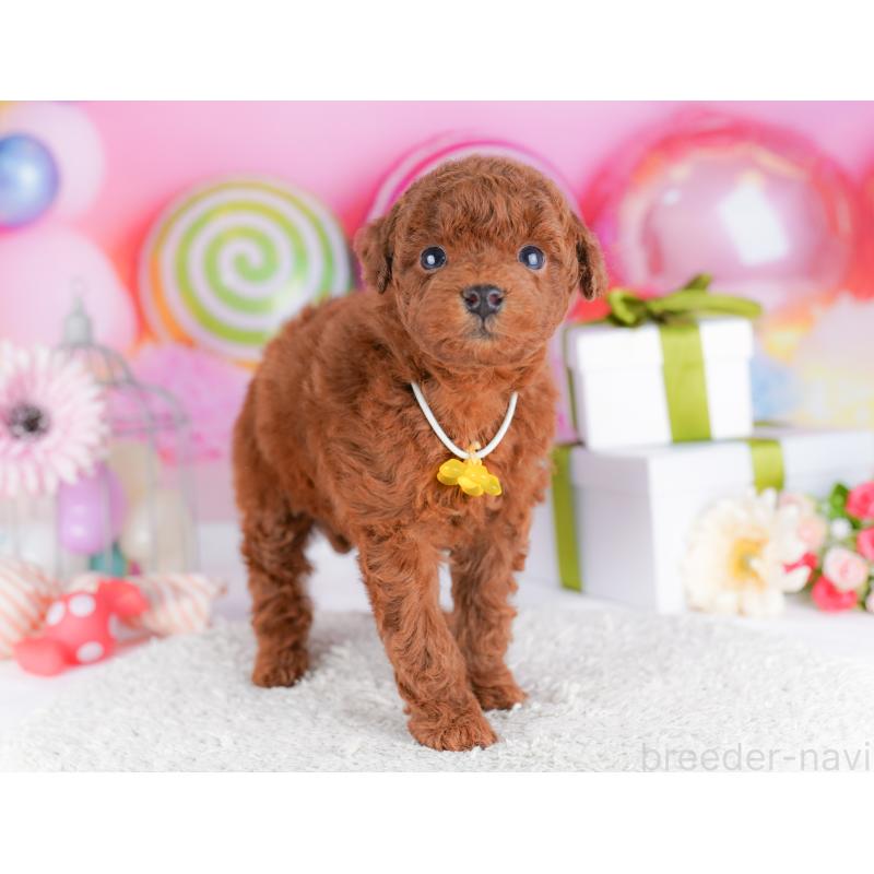 販売中の千葉県のトイプードル-424224の6枚目