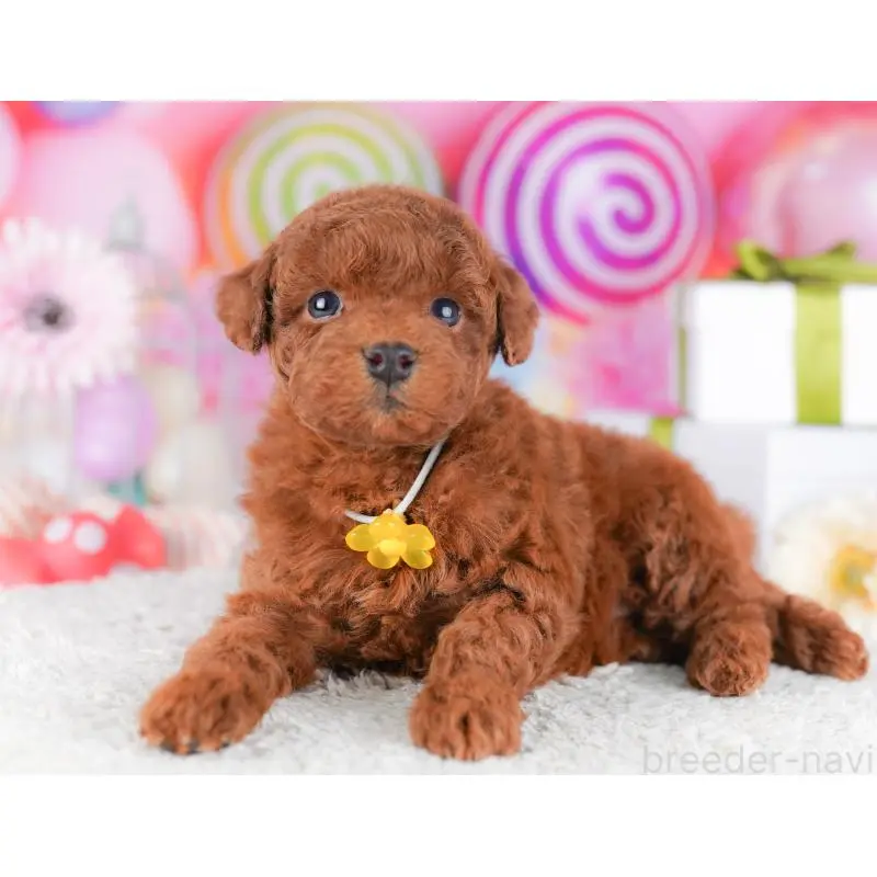 販売中の千葉県のトイプードル-424224の1枚目