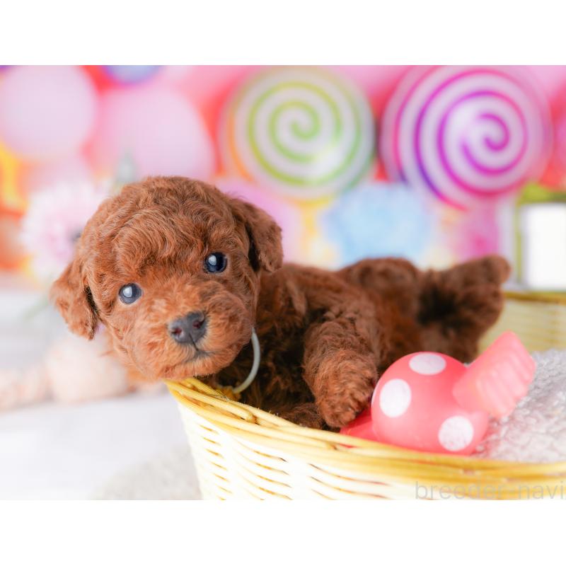 販売中の千葉県のトイプードル-424224の4枚目