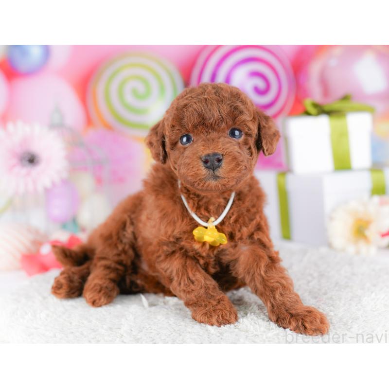 販売中の千葉県のトイプードル-424224の3枚目