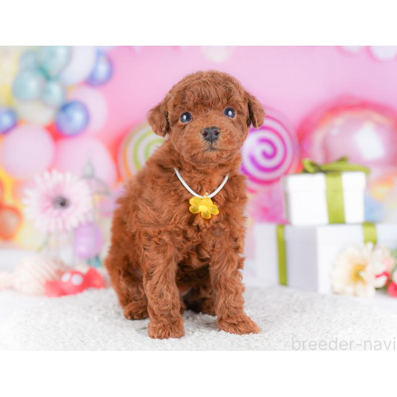 販売中の千葉県のトイプードル-424224の2枚目