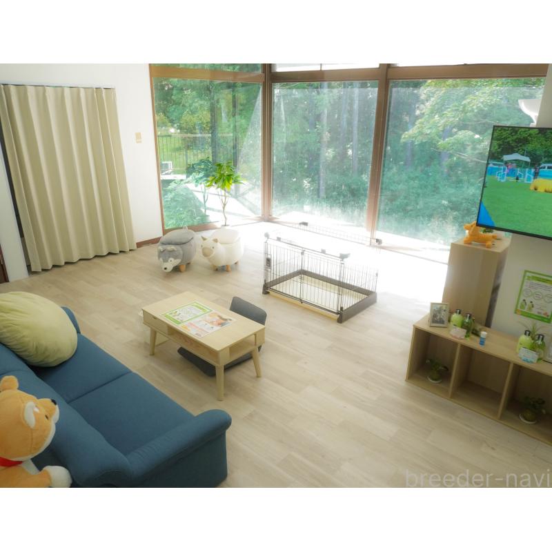 販売中の群馬県のマルプー:マルチーズ×トイプードル-424372の16枚目