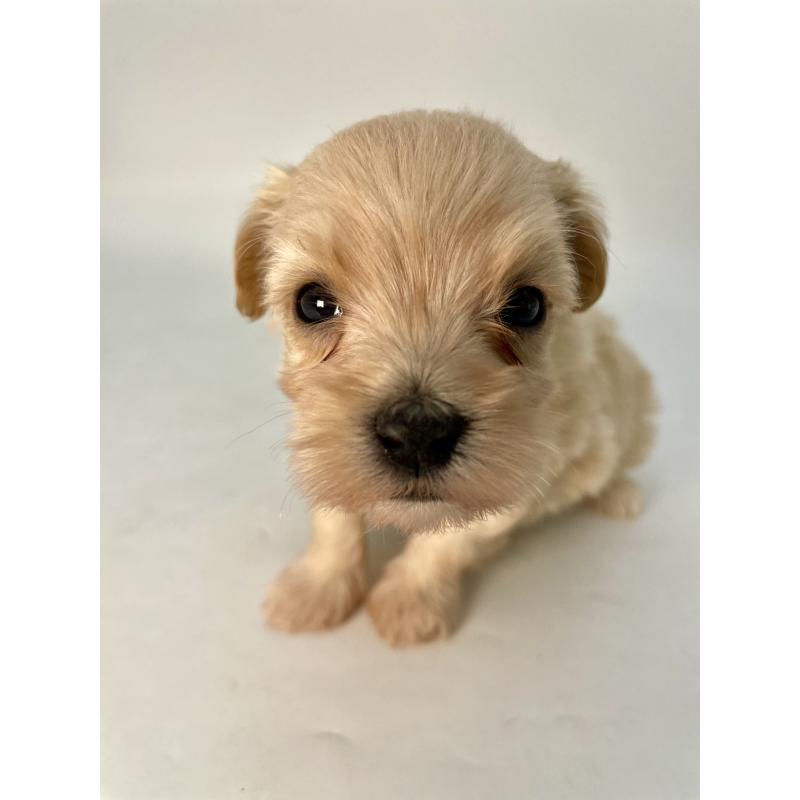 販売中の千葉県のマルプー:マルチーズ×トイプードル-424129の16枚目