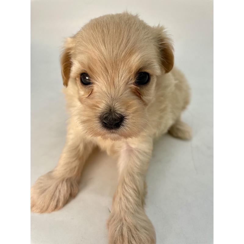 販売中の千葉県のマルプー:マルチーズ×トイプードル-424129の15枚目