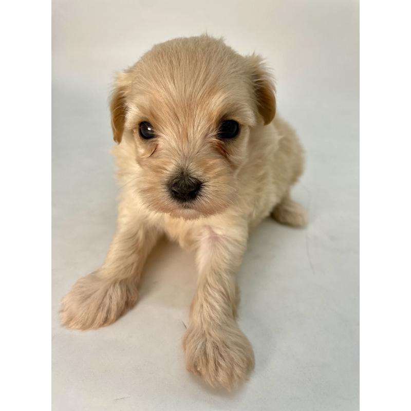 販売中の千葉県のマルプー:マルチーズ×トイプードル-424129の14枚目