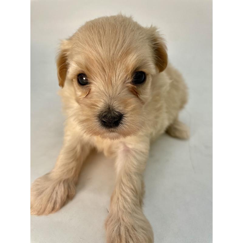 販売中の千葉県のマルプー:マルチーズ×トイプードル-424129の13枚目