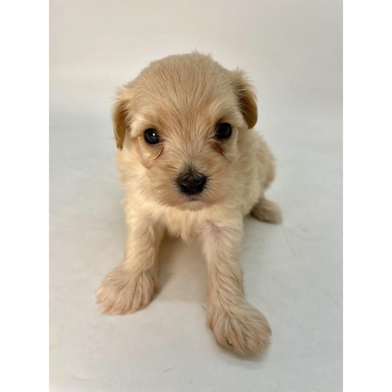 販売中の千葉県のマルプー:マルチーズ×トイプードル-424129の12枚目