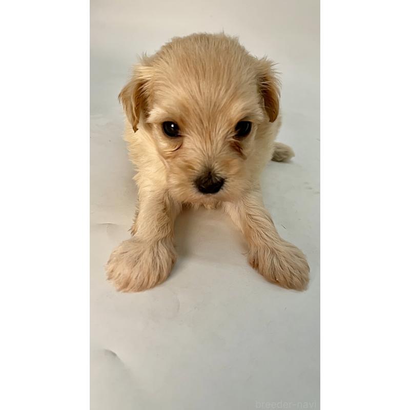 販売中の千葉県のマルプー:マルチーズ×トイプードル-424129の11枚目