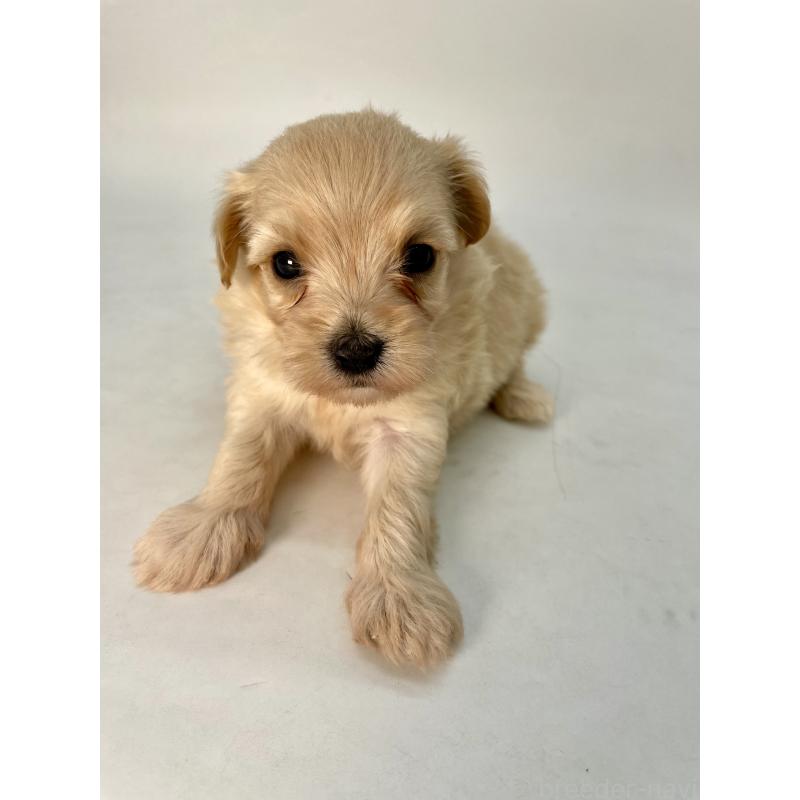 販売中の千葉県のマルプー:マルチーズ×トイプードル-424129の10枚目