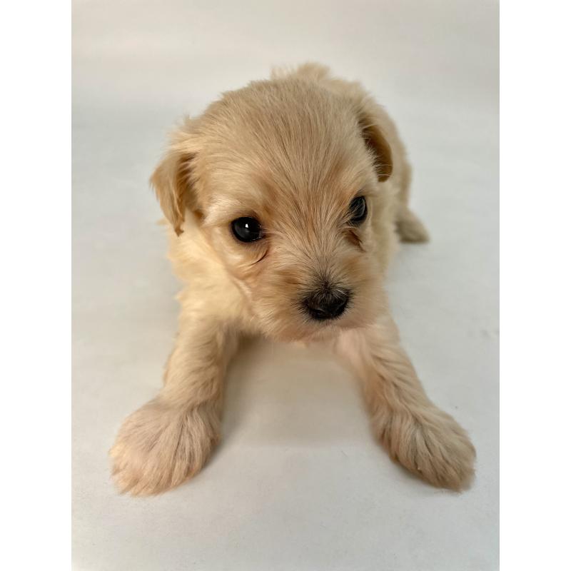 販売中の千葉県のマルプー:マルチーズ×トイプードル-424129の9枚目