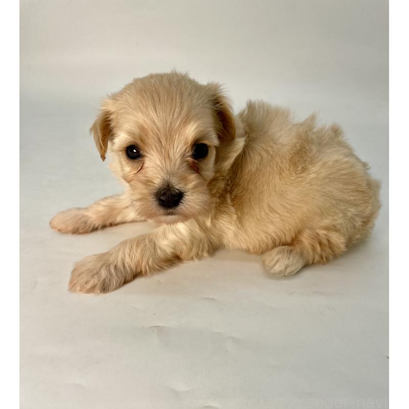 販売中の千葉県のマルプー:マルチーズ×トイプードル-424129の8枚目