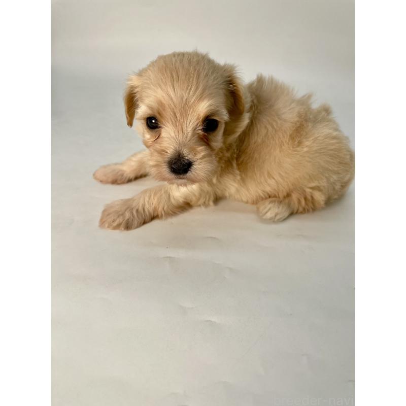 販売中の千葉県のマルプー:マルチーズ×トイプードル-424129の7枚目