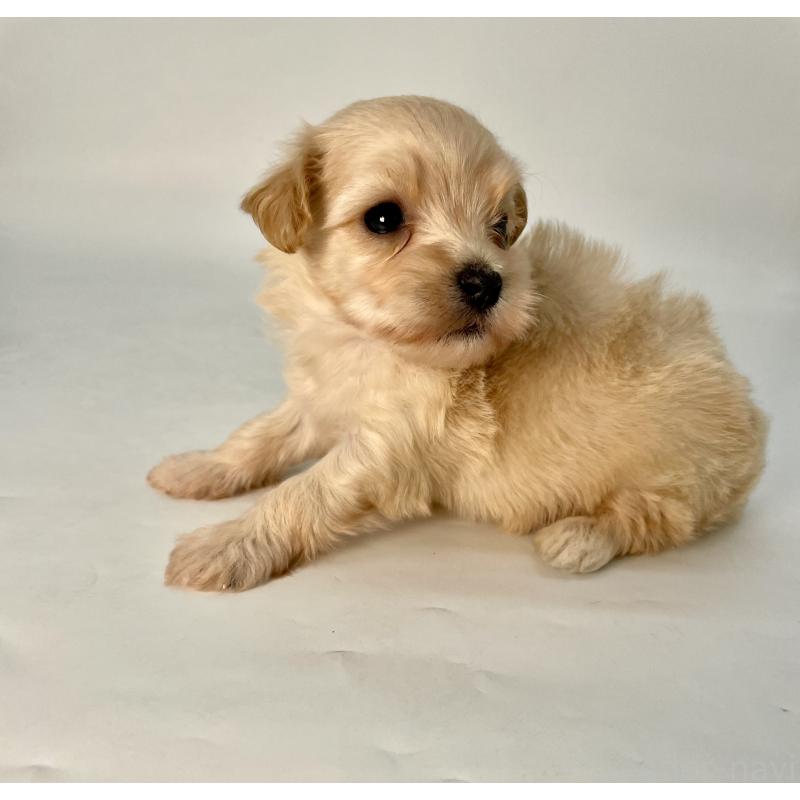 販売中の千葉県のマルプー:マルチーズ×トイプードル-424129の6枚目