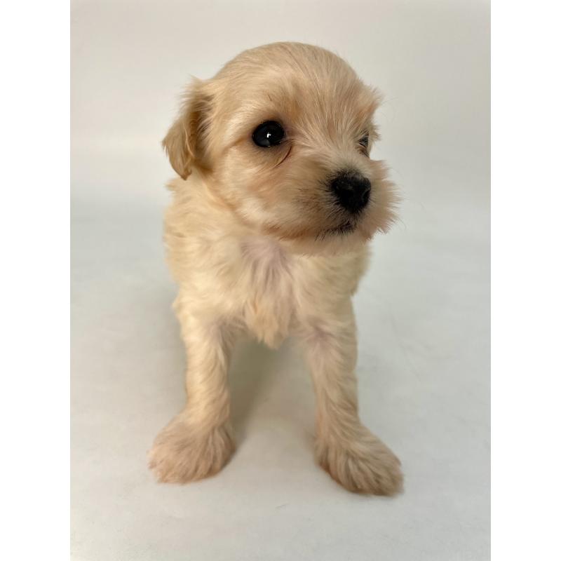 販売中の千葉県のマルプー:マルチーズ×トイプードル-424129の5枚目