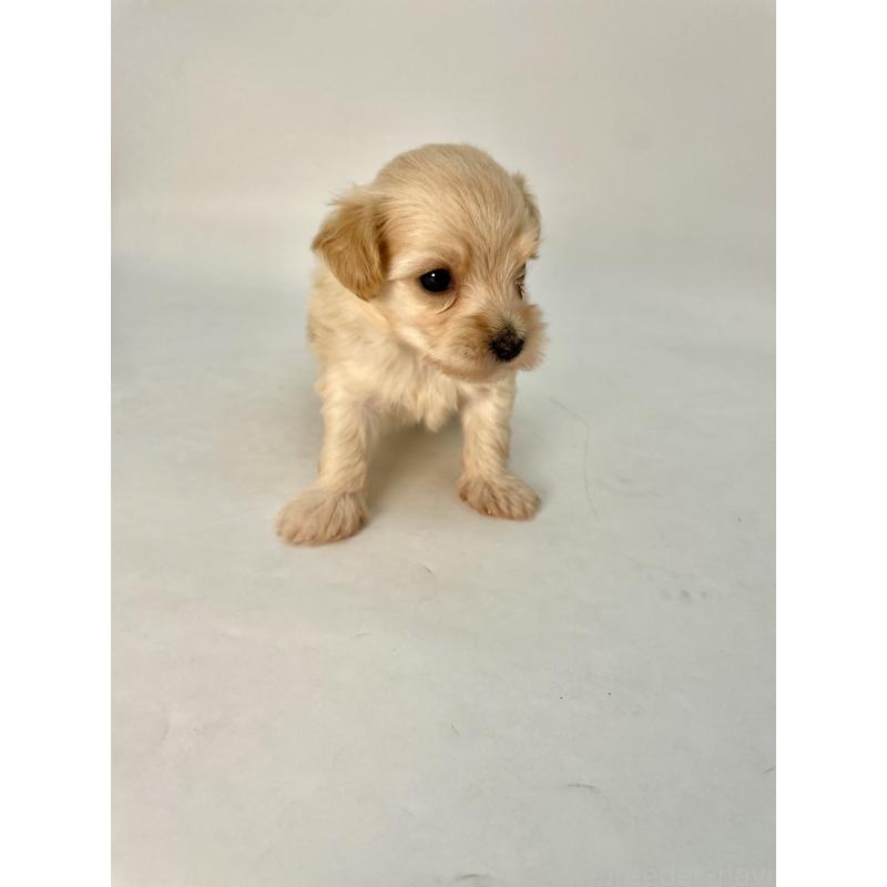 販売中の千葉県のマルプー:マルチーズ×トイプードル-424129の4枚目