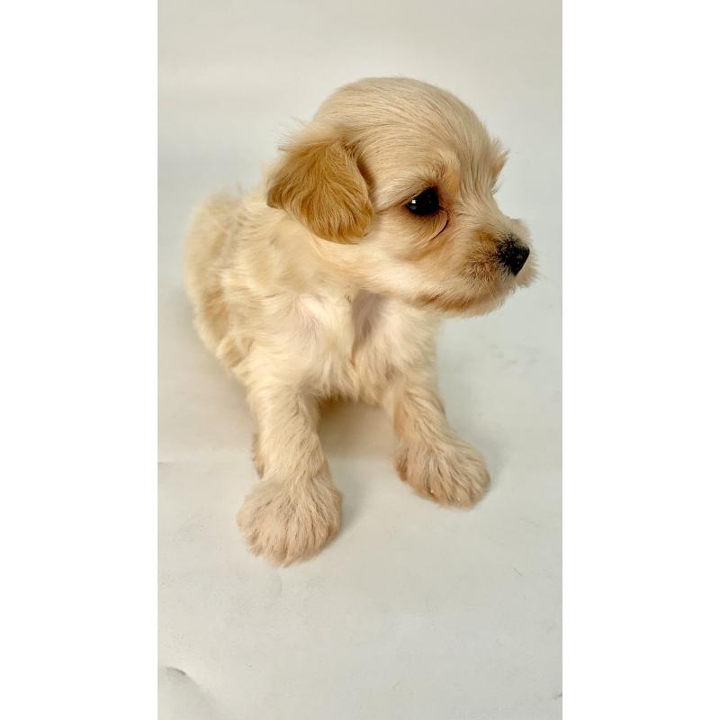 販売中の千葉県のマルプー:マルチーズ×トイプードル-424129の3枚目