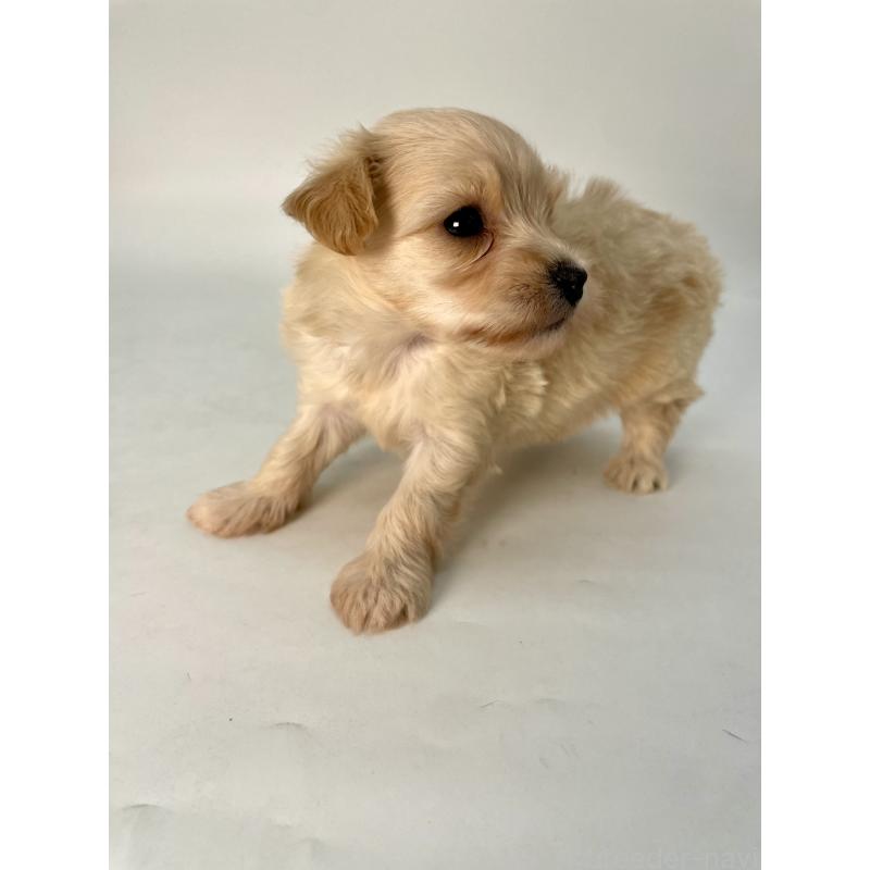 販売中の千葉県のマルプー:マルチーズ×トイプードル-424129の2枚目