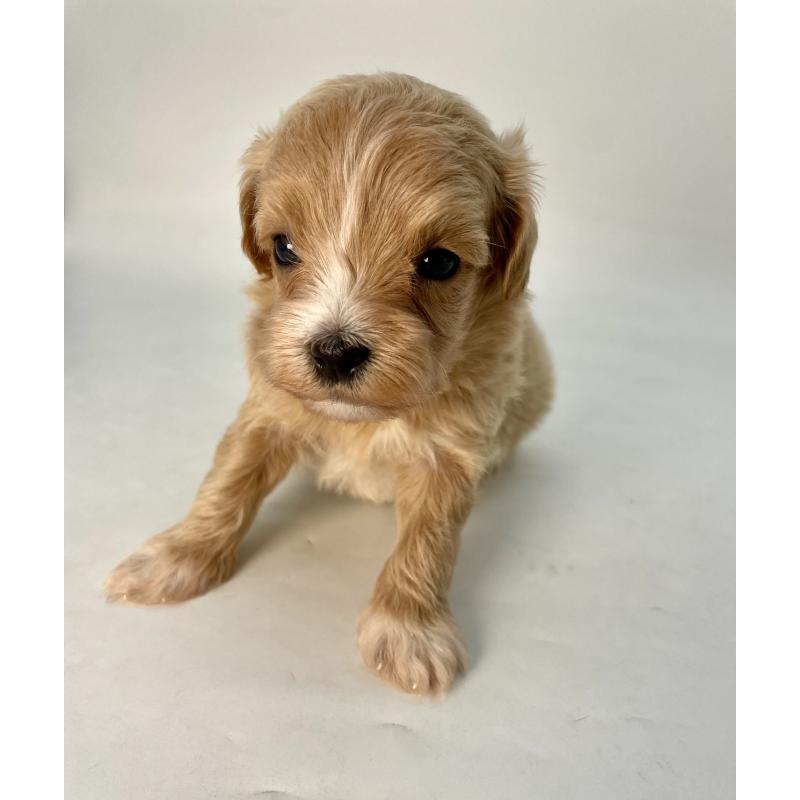 販売中の千葉県のマルプー:マルチーズ×トイプードル-424130の15枚目