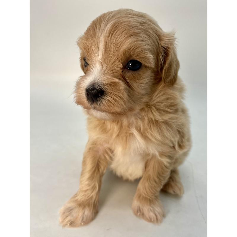 販売中の千葉県のマルプー:マルチーズ×トイプードル-424130の14枚目