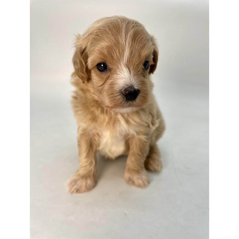 販売中の千葉県のマルプー:マルチーズ×トイプードル-424130の13枚目