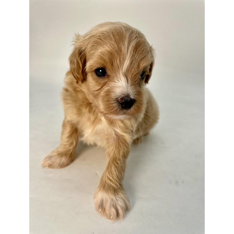 販売中の千葉県のマルプー:マルチーズ×トイプードル-424130の12枚目