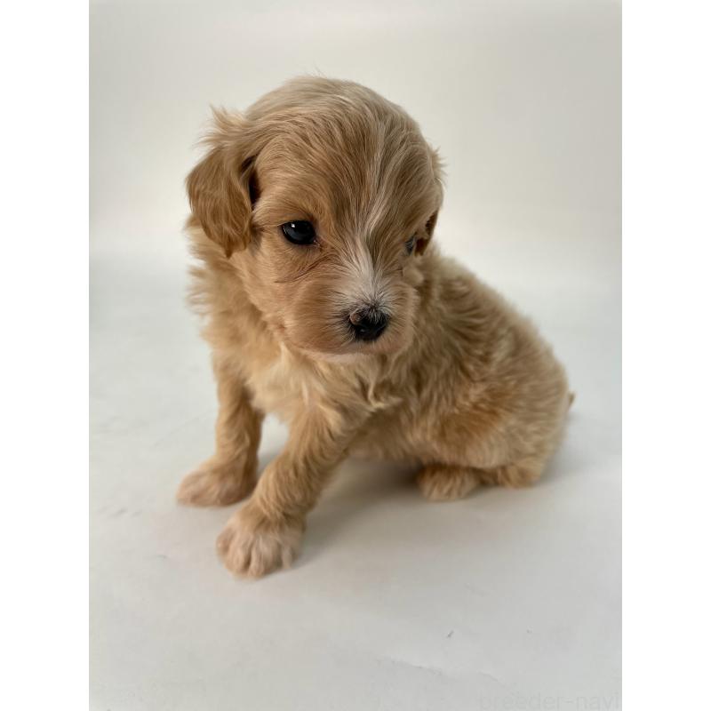 販売中の千葉県のマルプー:マルチーズ×トイプードル-424130の11枚目