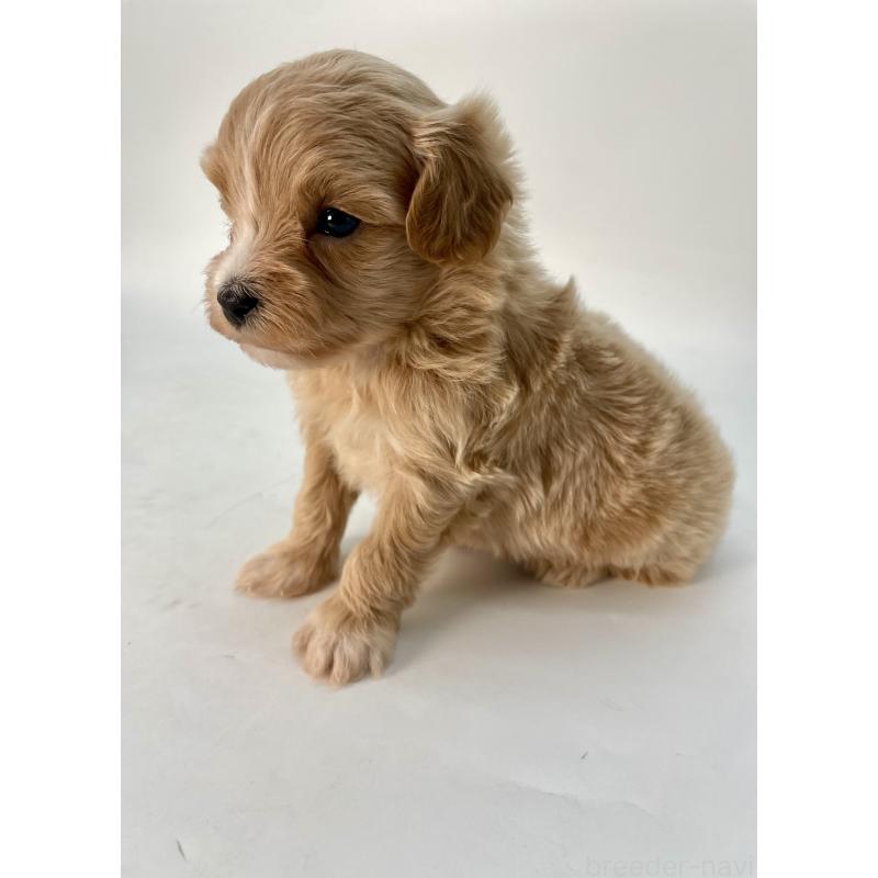 販売中の千葉県のマルプー:マルチーズ×トイプードル-424130の10枚目